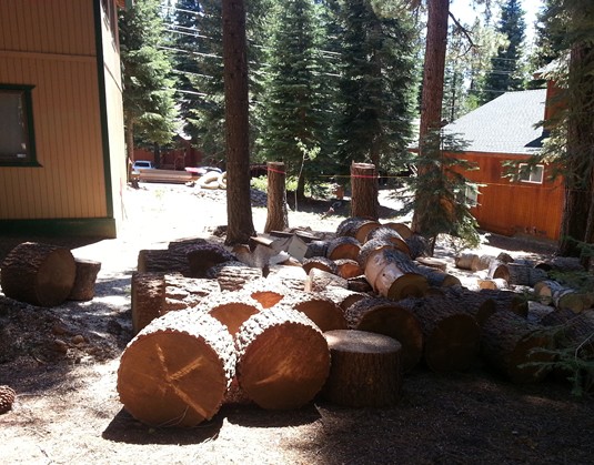 Rounds to be split and the 2 tree stumps marked for removal.
