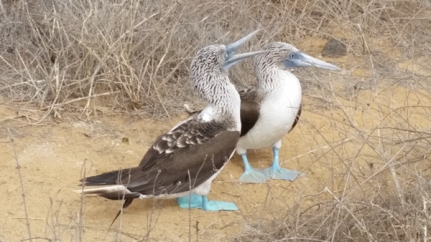 More Blue Footed Boobies